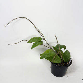 Hoya honglenae [#1694]