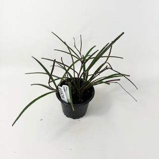 Hoya insularis [#1820]