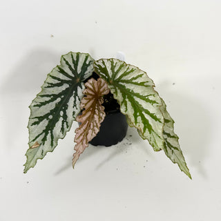 Begonia 'Silver Beauty' [#2095]