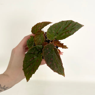 Begonia darthvaderiana/malachosticta x negrosensis [#2159]