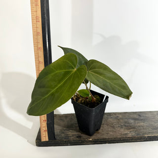 Anthurium 'Zara'/'Michelle' x indo portillae [#1786]