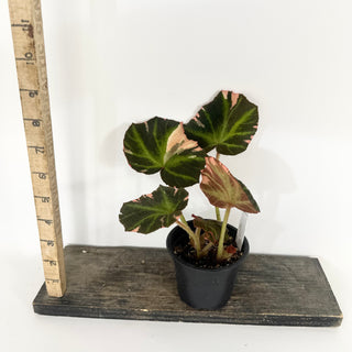 Begonia soli-mutata (variegated) [#2266]