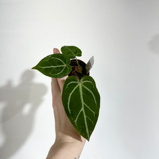 Anthurium 'Savannah' x self - 2 Seedlings [#1982]