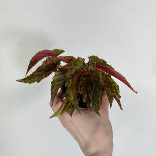 Begonia 'Ginny Galaxy' [#1193]