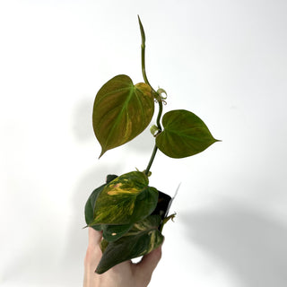Philodendron hederaceum 'Micans' aurea ("Pink Ferrari") [#2161]