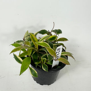 Hoya bakoensis (outer-variegated) [#2342]