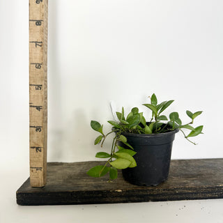 Hoya 'Mini Pixie' [#2319]