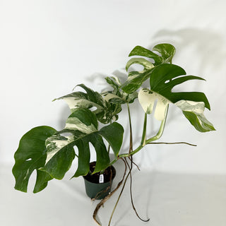 Monstera deliciosa var. borsigiana albo-variegata [#1534]