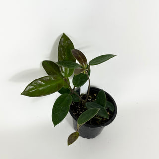 Hoya vangviengiensis [#2193]