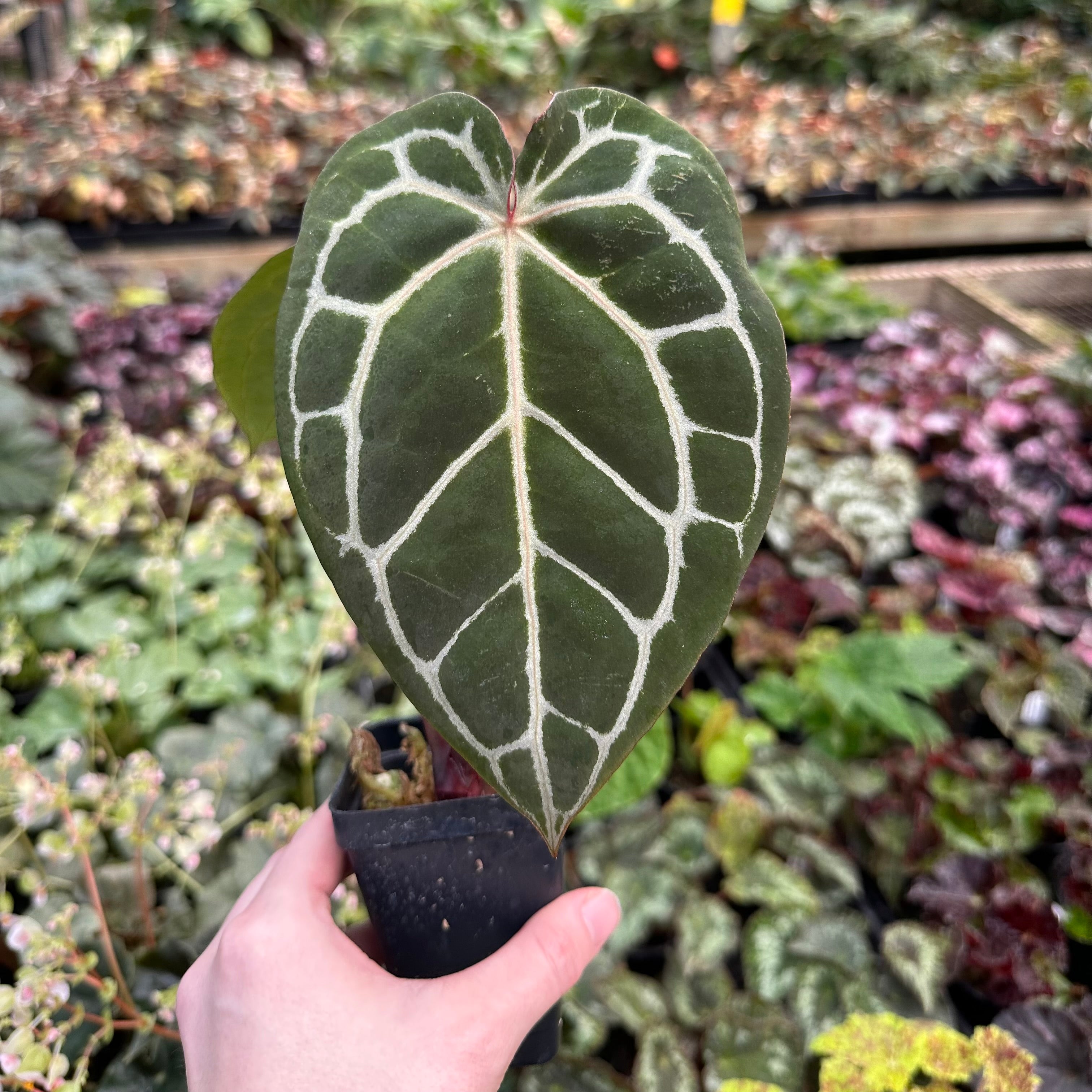 anthurium doc bloc Anthurium forgetii x 'Doc Block F2'