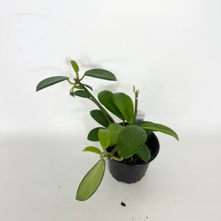 Hoya liangii [#2315]