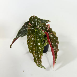 Begonia maculata (Variegated) [#2093]
