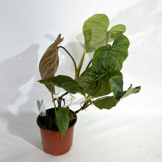 Philodendron 'Majestic' (Non-TC) [#1963]