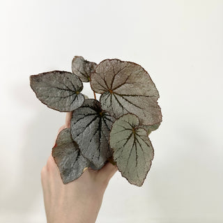 Begonia 'Rice Paper' [#2086]
