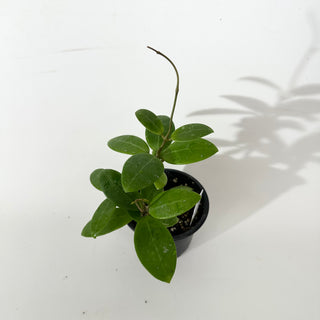 Hoya sp. Phu Yen (splash)