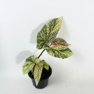 Begonia 'Snow Capped' (Variegated) [#2132]