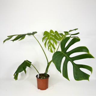 Monstera deliciosa var. sierrana [#2116]