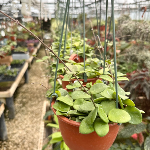 Hoya 'Mathilde' | Steve's Leaves Apocynaceae Exotic Plants