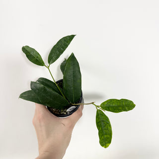 Hoya surisana [#2139]