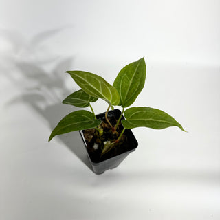 Anthurium magnificum/‘Silver Blush' x 'Arnold Schwarzenegger' [#1790]