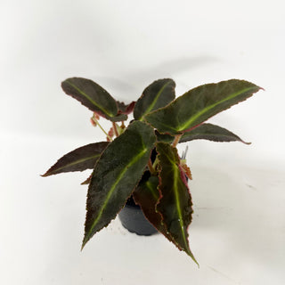 Begonia 'Magdalene Madsen' [#2489]