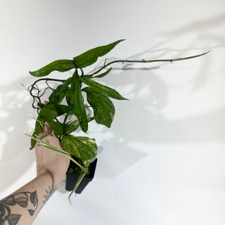 Z-5018 - Amydrium zippelianum variegata