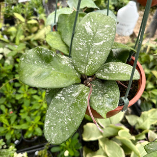 Hoya carnosa 'Freddie' "Splash"