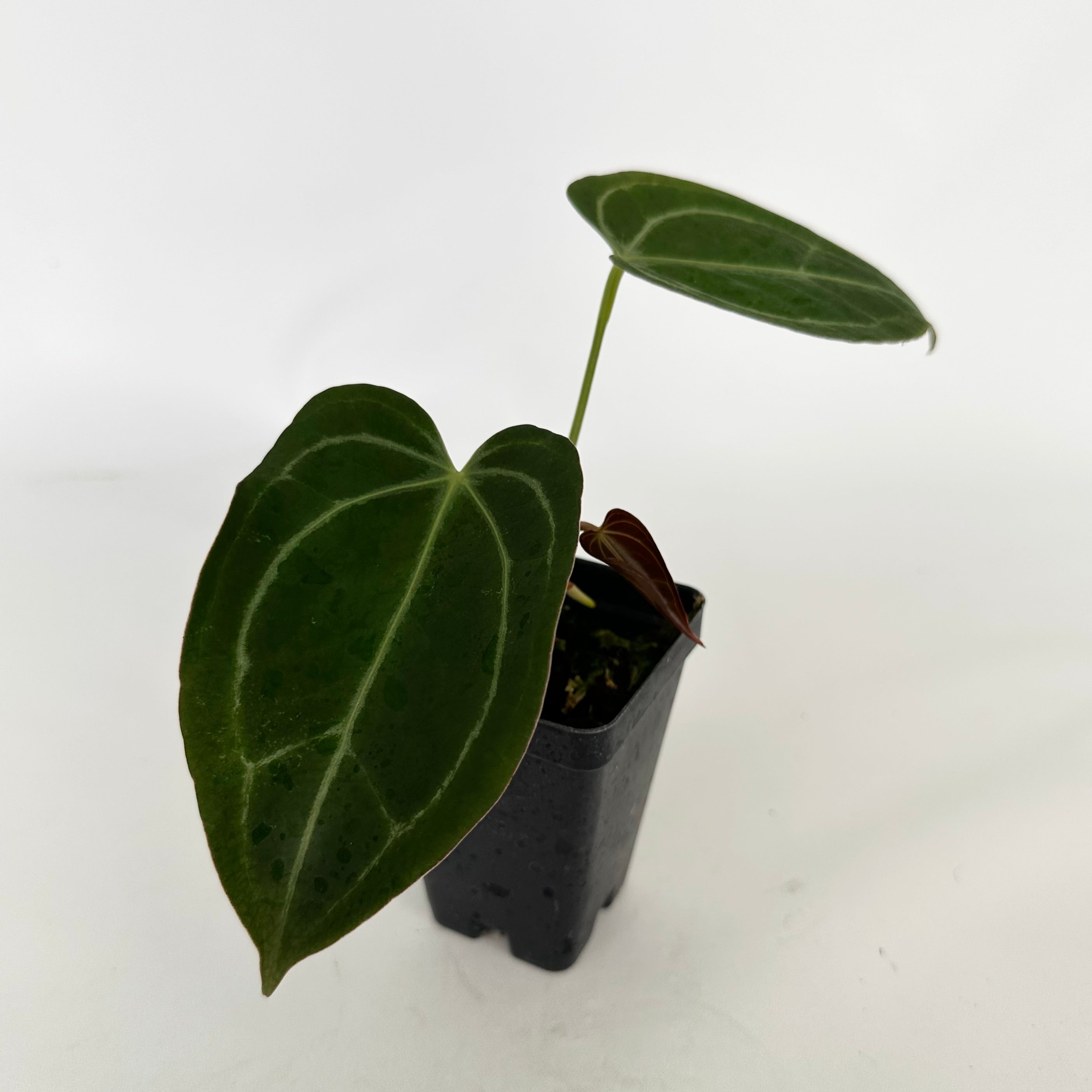 velvet leaf anthurium Anthurium 'Blue Velvet' x self