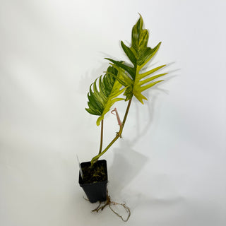 Z-4319 - Philodendron 'Florida Beauty' x tortum **NEW Release**