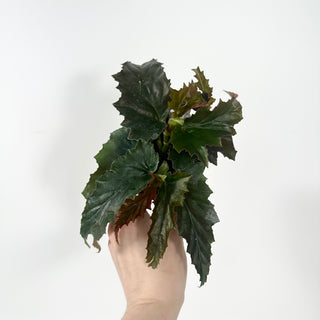 Begonia 'Peppermint Princess' [#2049]
