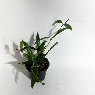 Hoya griffithii (Splash) [#2007]