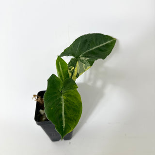 Z-5228 - Syngonium wendlandii ‘Scrambled Eggs’