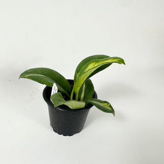 Hoya diversifolia (inner variegated)