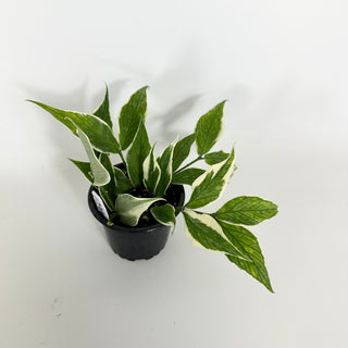 Hoya polyneura (outer variegated) [#2300]