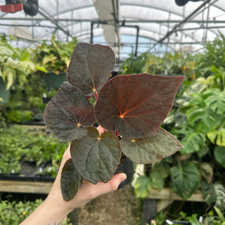 Begonia 'Steve's Leaves Bloodmoon'