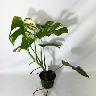 Monstera deliciosa var. borsigiana albo-variegata [#1523]