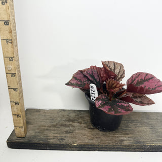 Begonia 'Snowberry' [#2122]