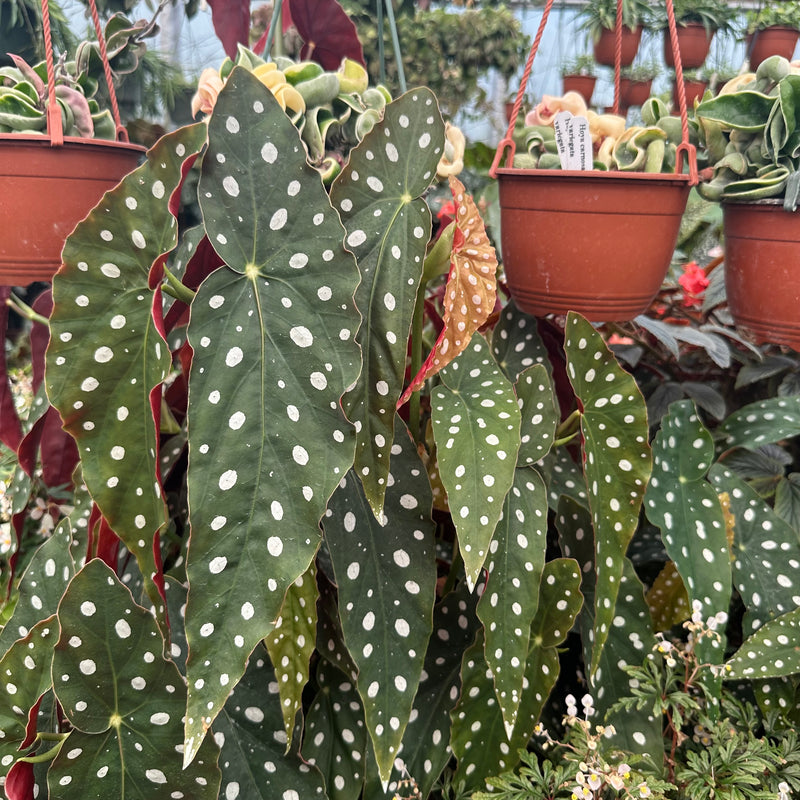 Begonia Maculata for Sale (Polka Dot Begonia) – Steve's Leaves