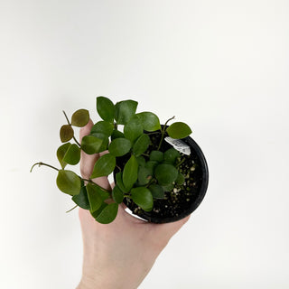 Hoya carmelae [#1930]