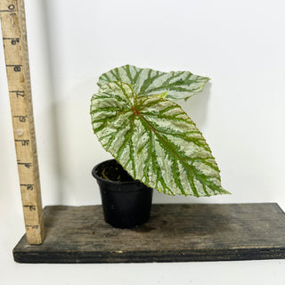 Begonia brevirimosa (Silver Form) [#2092]