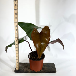 Philodendron 'Dark Lord' (Non-TC) [#1844]