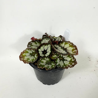 Begonia 'Dolce Vita' [#1731]