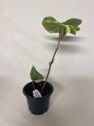 Hibiscus tiliaceus 'Variegatus'