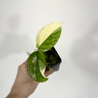 Z-4750 - Monstera lechleriana variegated