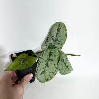 Z-5043 - Scindapsus sp. Lahat