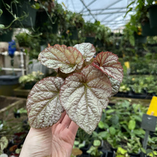 Begonia 'Sally Savelle'