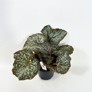 Begonia 'Island Magic' [#2102]