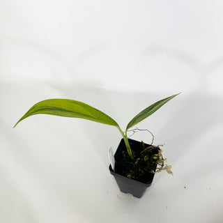 Z-4720 - Epipremnum amplissimum Variegata