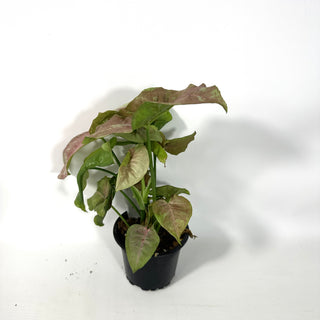 Syngonium podophyllum 'Pink Anya' [#2162]