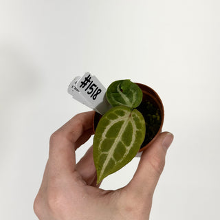 Anthurium 'Tezula Dreamweaver'/dorayaki x 'Arnold Schwarzenegger' - Seedling [#1518]